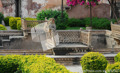 Image of apes at Bundi Palace