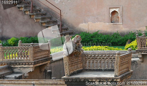 Image of apes at Bundi Palace