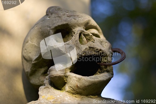 Image of Skull