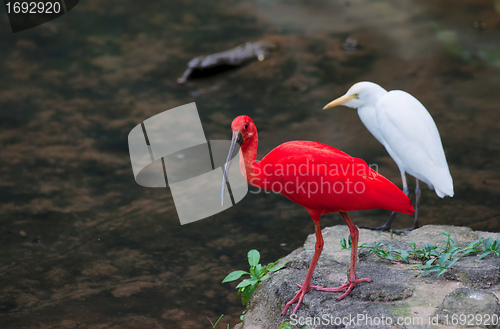 Image of red ibis and cattle egret birds