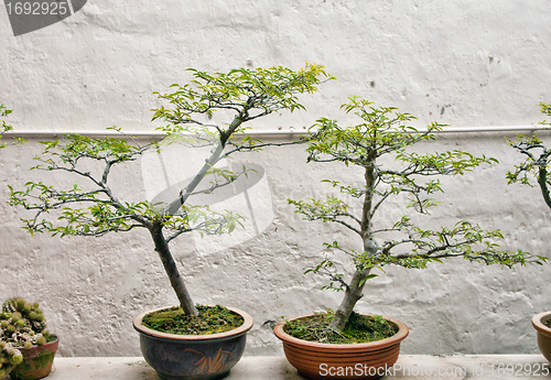 Image of bonsai trees