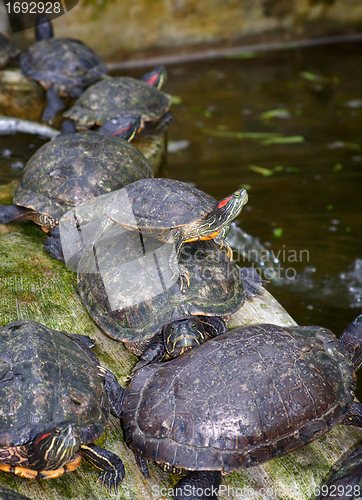 Image of tortoises on waters edge