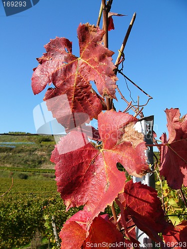 Image of Vine Leaves