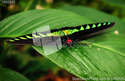 Image of birdwing butterfly