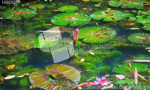 Image of lilypads in pond