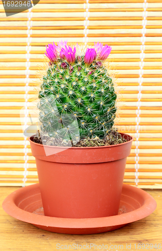 Image of flowering cactus