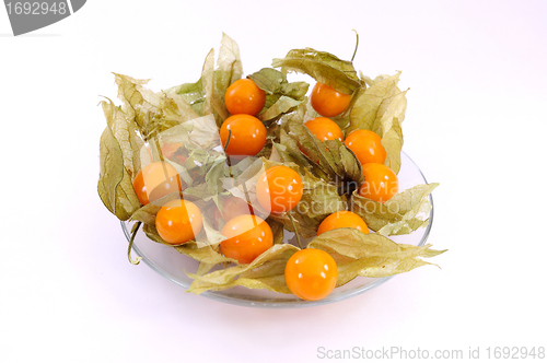 Image of Physalis