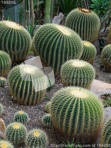 Image of Cacti