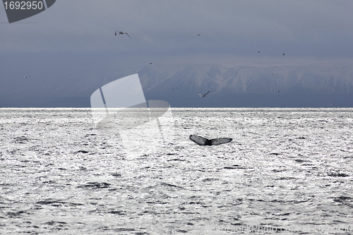 Image of Whale tail