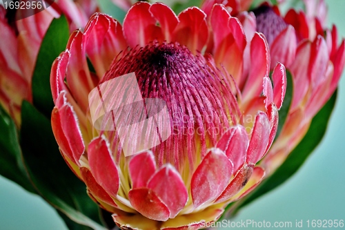 Image of Protea blossom