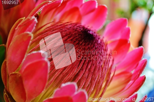 Image of Protea blossom