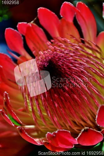 Image of Protea blossom