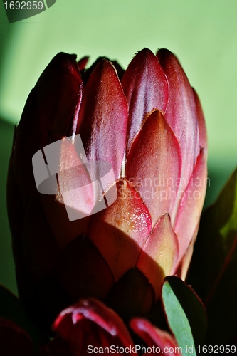 Image of Protea blossom