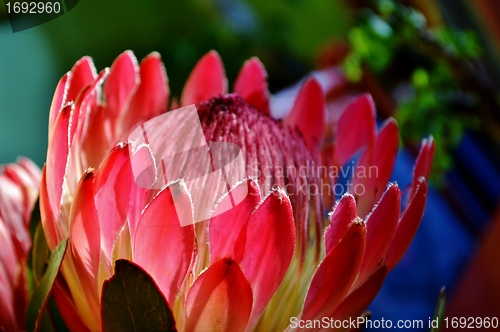 Image of Protea blossom