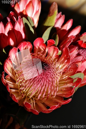Image of Protea blossom