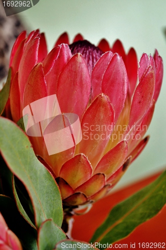 Image of Protea blossom