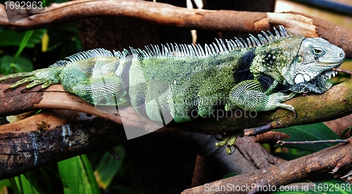 Image of Iguana Lizard