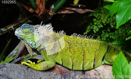 Image of Iguana Lizard