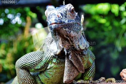 Image of Iguana Lizard