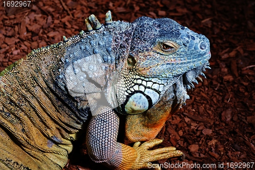 Image of Iguana Lizard