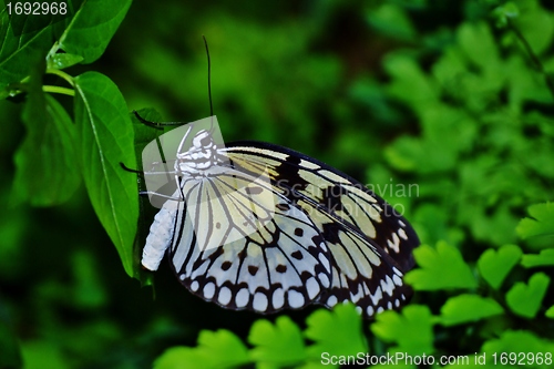 Image of Colorful Butterfly