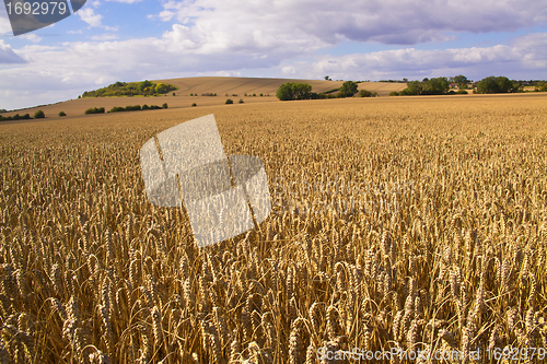 Image of Wheat fields