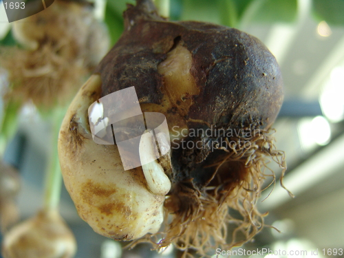 Image of onion
