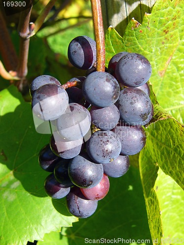 Image of Wine Grapes