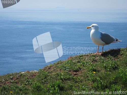 Image of seagull sitting high over ocean