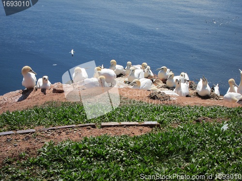 Image of breeding sea birds on the Island of Helgoland