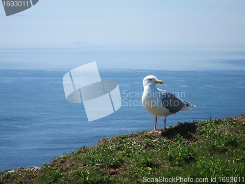 Image of seagull sitting high over ocean