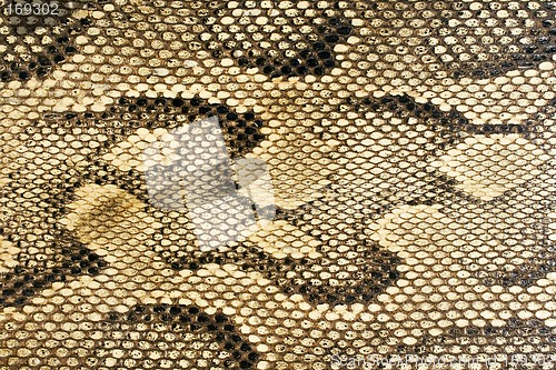 Image of Snakeskin-Texture