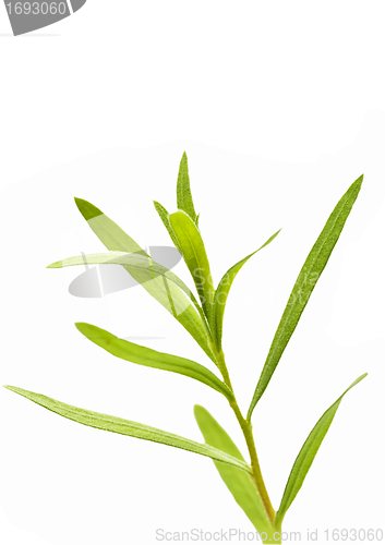 Image of tarragon