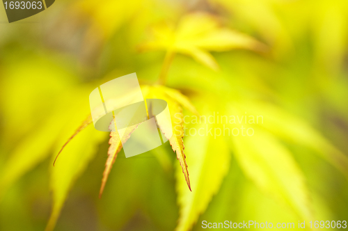 Image of maple