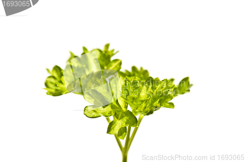 Image of parsley