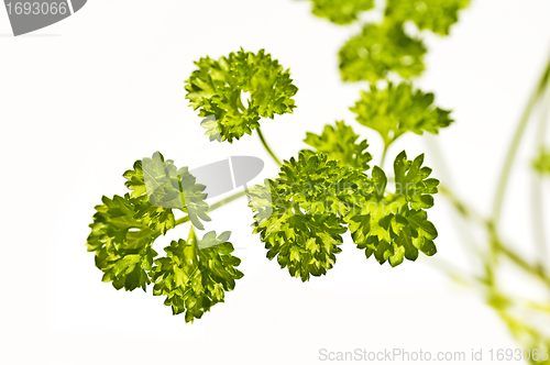 Image of parsley