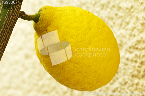 Image of lemon