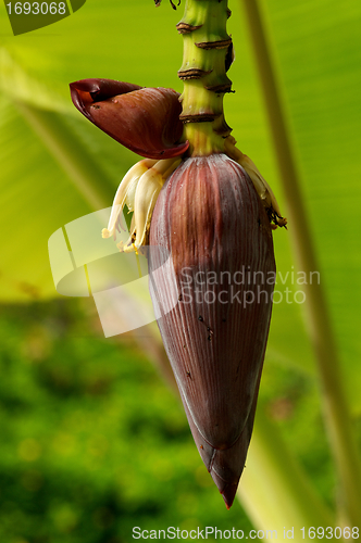 Image of Banana Flower