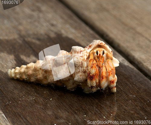 Image of Hermit Crab in his shell