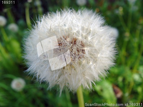 Image of Dandelion