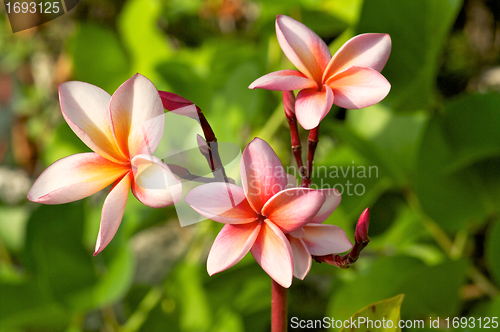 Image of Colorful Plumeria