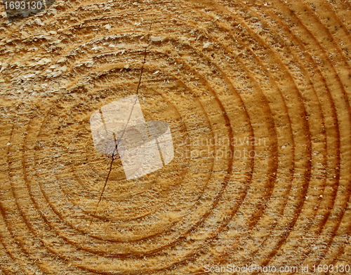 Image of cut trunk texture