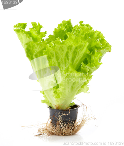 Image of fresh green lettuce