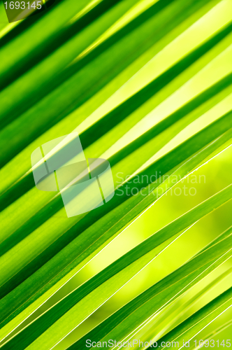 Image of Fresh Green Background