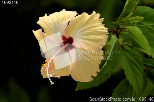 Image of Light Yellow Hibiscus