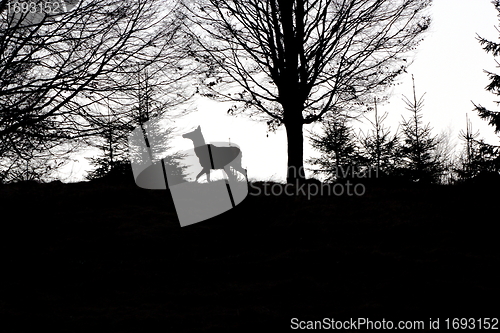 Image of red deer at dusk