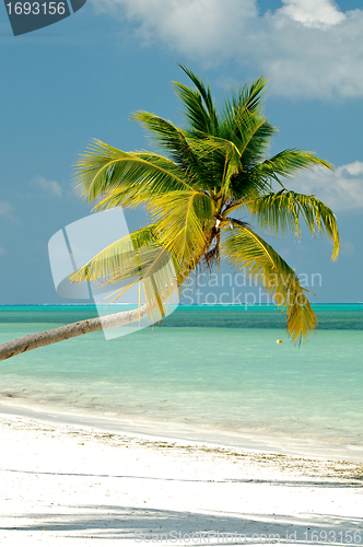 Image of Palm tree on ocean beach