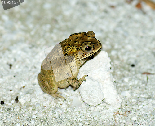 Image of Golden Tree Frog