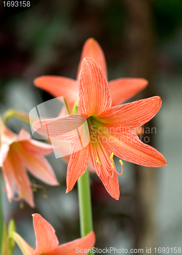 Image of Striped amaryllis