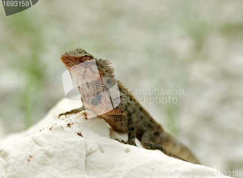Image of Agama Lizard